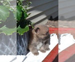 Small #1 Pomeranian