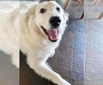 Small #9 Great Pyrenees