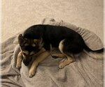 Small Photo #5 German Shepherd Dog Puppy For Sale in Reno, NV, USA