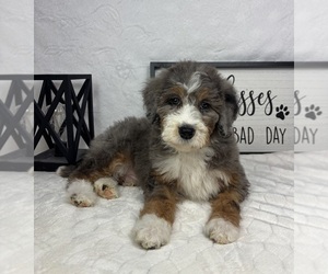 Bernedoodle (Miniature) Puppy for sale in GREENFIELD, IN, USA