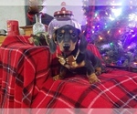 Small #2 Dachshund