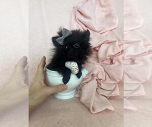 Pomeranian Puppy for sale in BOCA RATON, FL, USA