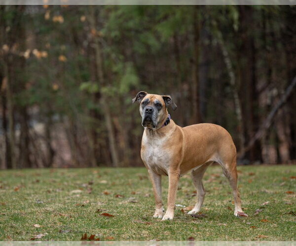 Medium Photo #8 Bullmastiff Puppy For Sale in Bullard, TX, USA