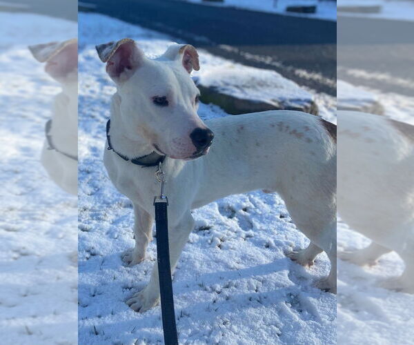 Medium Photo #6 American Staffordshire Terrier-Unknown Mix Puppy For Sale in Wenonah, NJ, USA