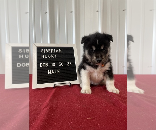 Medium Photo #3 Siberian Husky Puppy For Sale in OKAWVILLE, IL, USA