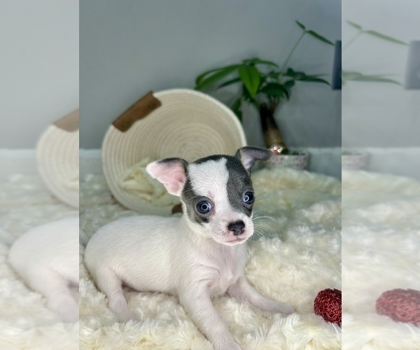 Medium Photo #5 Chihuahua Puppy For Sale in WINSTON SALEM, NC, USA