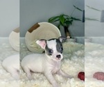 Small Photo #5 Chihuahua Puppy For Sale in WINSTON SALEM, NC, USA