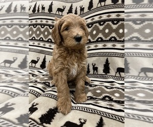Medium Goldendoodle