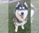 Small #2 Siberian Husky