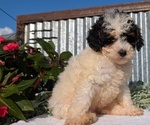 Small Photo #59 Poodle (Toy) Puppy For Sale in GOSHEN, IN, USA