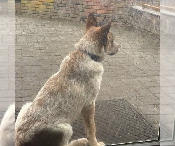 Medium Photo #4 Mutt Puppy For Sale in Woodbury, NY, USA