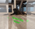 Small Photo #8 Cane Corso Puppy For Sale in DANVILLE, IL, USA