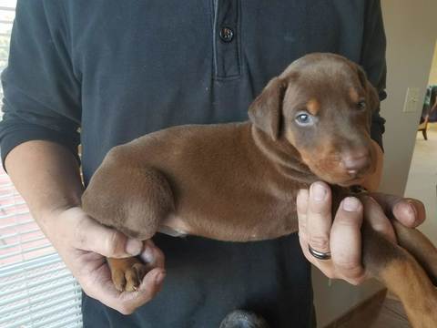 Medium Photo #1 Doberman Pinscher Puppy For Sale in CEDAR CREST, NM, USA
