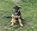 Small Photo #4 German Shepherd Dog Puppy For Sale in POTTSVILLE, AR, USA