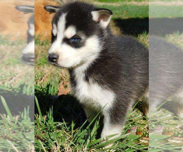 Medium Photo #3 Siberian Husky Puppy For Sale in CLARKRANGE, TN, USA
