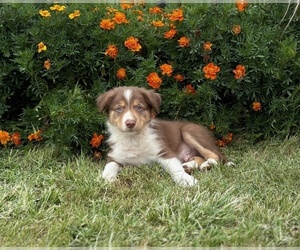 Medium Border Collie-Bordoodle Mix