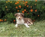Puppy Cookie Border Collie-Bordoodle Mix