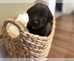 Small #12 Labrador Retriever