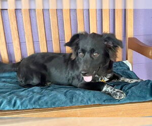 Pembroke Welsh Corgi-Unknown Mix Dogs for adoption in Genesee, WI, USA