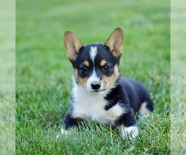 Medium Photo #3 Pembroke Welsh Corgi Puppy For Sale in PARADISE, PA, USA