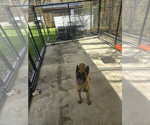 John Wick Located in Colorado - Male Mutt Dog for Adoption - Photo #7