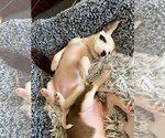 Small Photo #2 Labrador Retriever-Unknown Mix Puppy For Sale in Katy, TX, USA