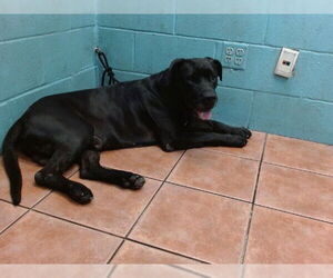 American Pit Bull Terrier Dogs for adoption in Downey, CA, USA