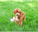 Small #5 Goldendoodle mix (+ Poodle Miniature)