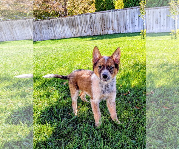 Medium Photo #2 German Shepherd Dog-Unknown Mix Puppy For Sale in Sandy, UT, USA