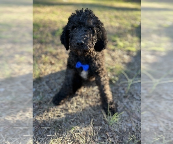 Full screen Photo #7 Labradoodle-Poodle (Standard) Mix Puppy For Sale in MIDDLESEX, NC, USA
