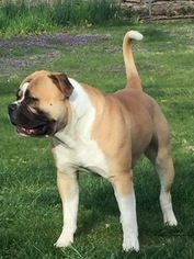 Father of the American Bulldog puppies born on 06/08/2017