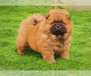 Chow Chow Puppy for sale in VALLEY GLEN, CA, USA