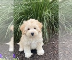 Small #1 Coton de Tulear-Poodle (Toy) Mix