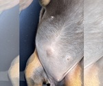 Small Photo #55 Doberman Pinscher Puppy For Sale in MACOMB TOWNSHIP, MI, USA