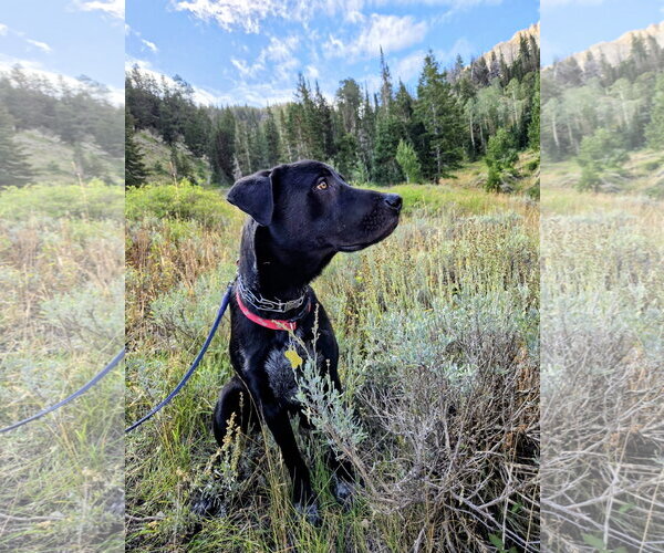 Medium Photo #17 Labrador Retriever-Unknown Mix Puppy For Sale in Sandy, UT, USA