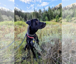 All American Kai - Male Labrador Retriever-Unknown Mix Dog for Adoption - Photo #17