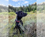 Small Photo #17 Labrador Retriever-Unknown Mix Puppy For Sale in Sandy, UT, USA