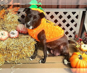 Medium Labrador Retriever Mix