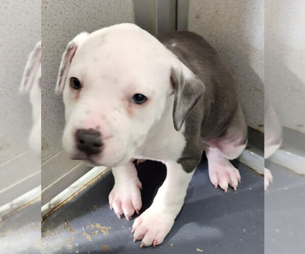 Medium Photo #1 American Bulldog Puppy For Sale in Walnutport, PA, USA