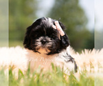 Puppy Penny Shih Tzu
