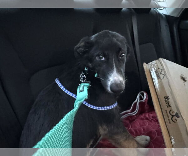 Medium Photo #1 Mutt Puppy For Sale in Holly Springs, NC, USA