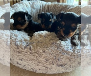 Yorkshire Terrier Puppy for sale in FRESNO, CA, USA