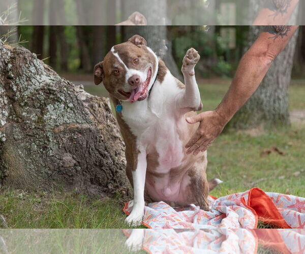 Medium Photo #13 Mutt Puppy For Sale in Woodbury, NY, USA