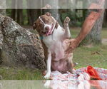 Small #12 Mutt