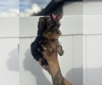 Small #4 Yorkshire Terrier