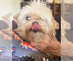 Small #3 Shih-Poo