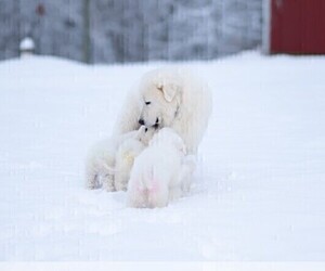 Father of the Maremma Sheepdog puppies born on 06/22/2025