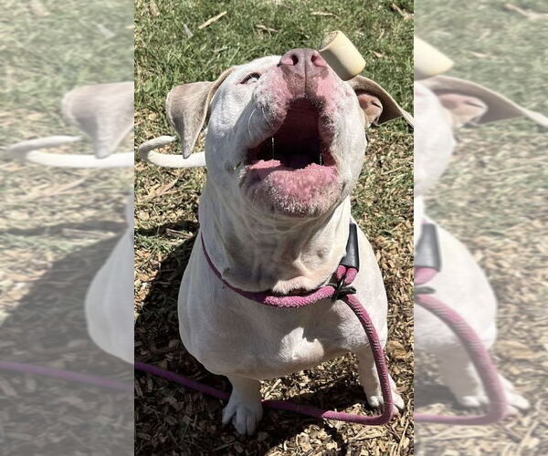 Medium Photo #5 American Pit Bull Terrier-Unknown Mix Puppy For Sale in Rustburg, VA, USA