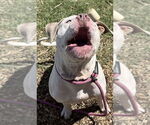 Small #4 American Pit Bull Terrier Mix