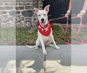 Boxer-Unknown Mix Dogs for adoption in Euless, TX, USA